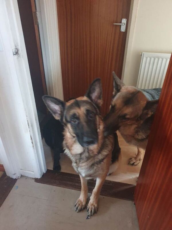 German Shepherd puppies for sale in Portadown, County Armagh – 1 year old