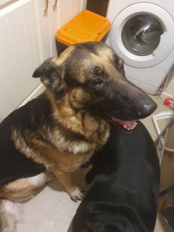 German Shepherd puppies for sale in Portadown, County Armagh – 1 year old - Image 2 of 2