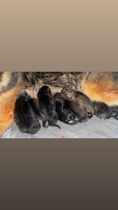 German Shepherd Puppies For Sale