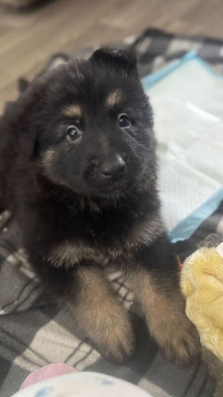 German shepherd male puppy’s - Image 2 of 3