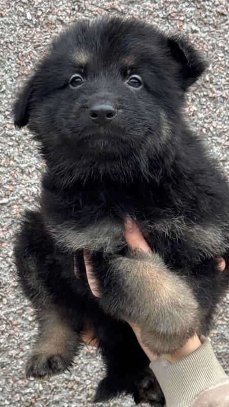 German shepherd male puppy’s - Image 3 of 3