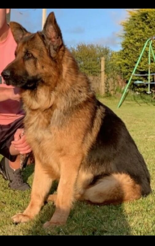 German Shepherd / Malinois Pups for sale in Londonderry, County Londonderry