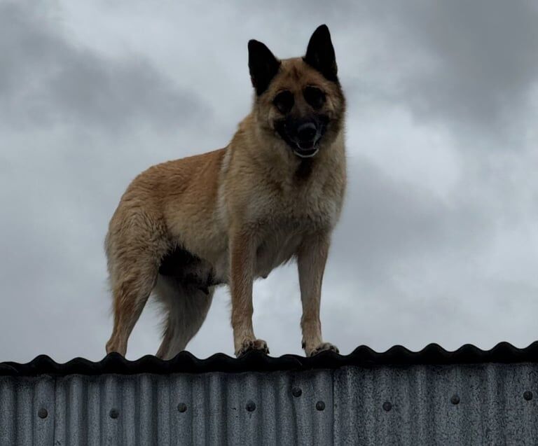 German Shepherd / Malinois Pups for sale in Londonderry, County Londonderry - Image 2