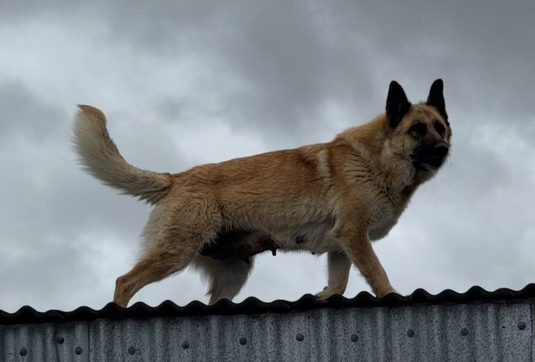 German Shepherd / Malinois Pups for sale in Londonderry, County Londonderry | Image 3