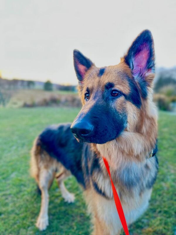 German Shepherd puppies for sale in Hamilton, Lanarkshire – 1 year old