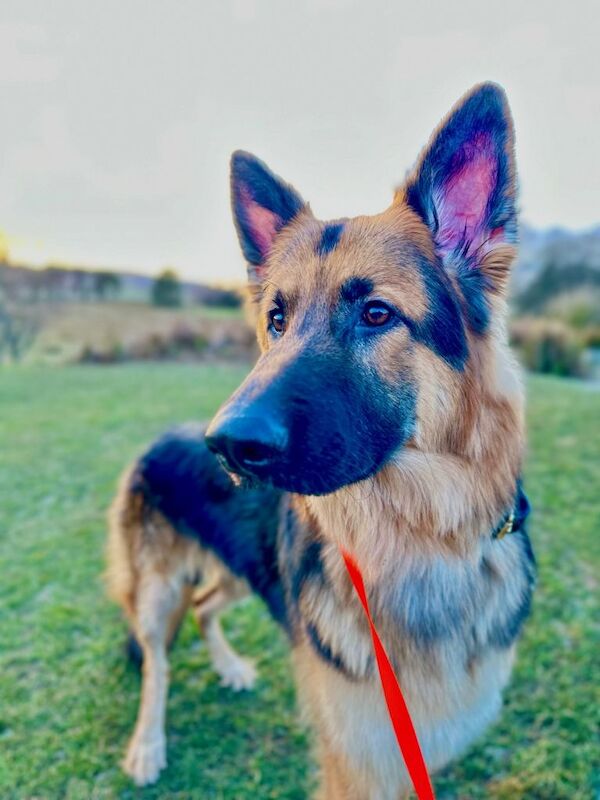 German Shepherd puppies for sale in Hamilton, Lanarkshire – 1 year old - Image 2 of 5
