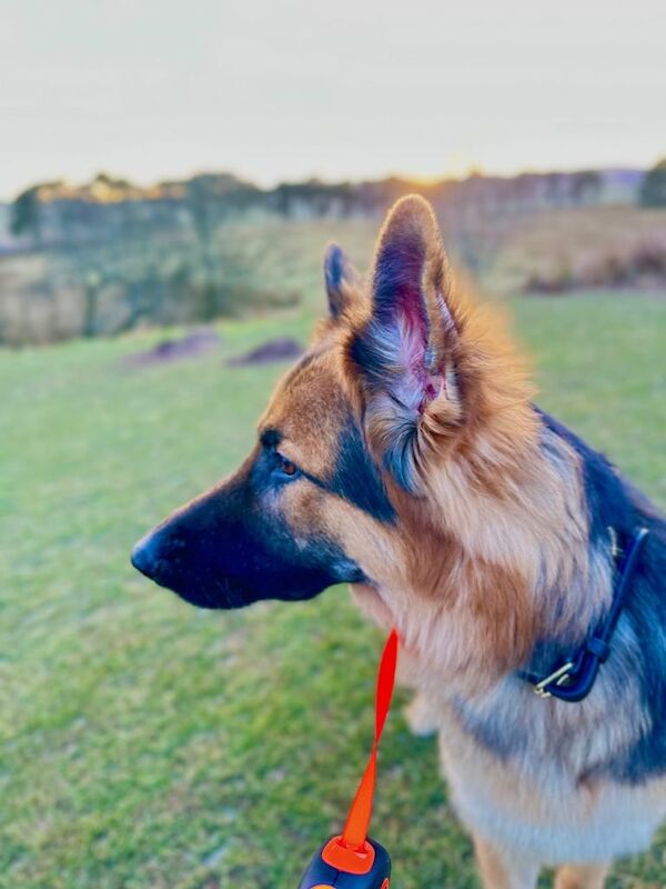 German Shepherd puppies for sale in Hamilton, Lanarkshire – 1 year old - Image 3 of 5