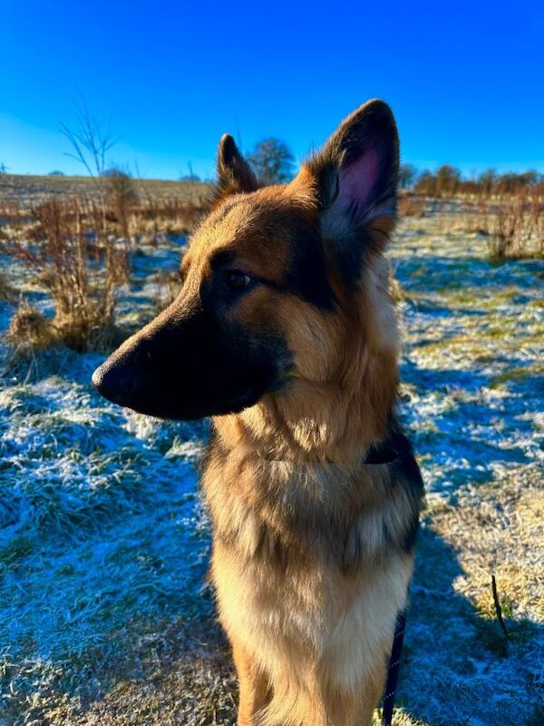 German Shepherd puppies for sale in Hamilton, Lanarkshire – 1 year old - Image 4 of 5
