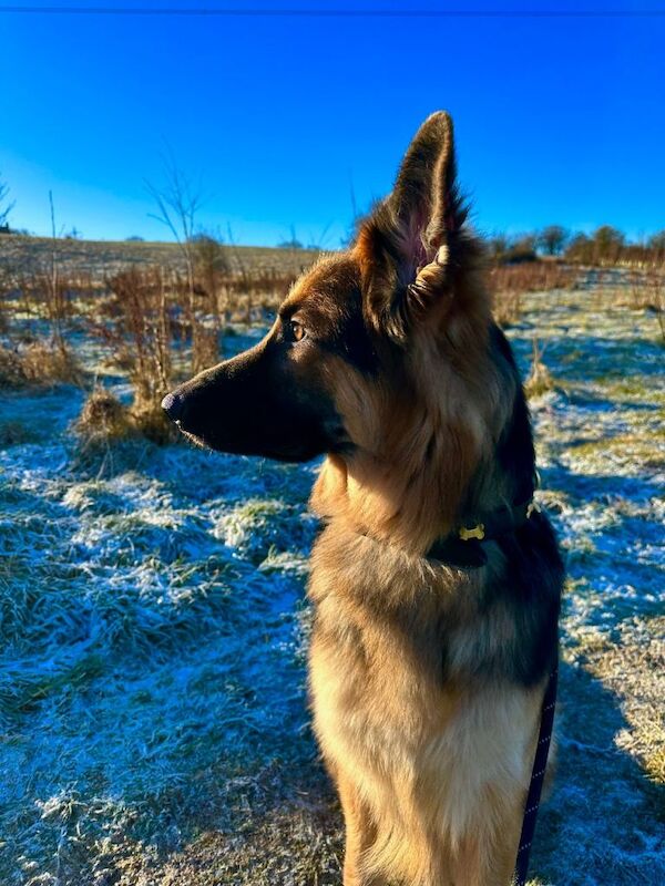 German Shepherd puppies for sale in Hamilton, Lanarkshire – 1 year old - Image 5 of 5