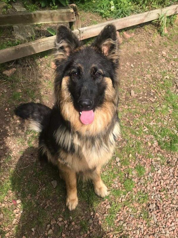 German Shepherd Puppies For Sale