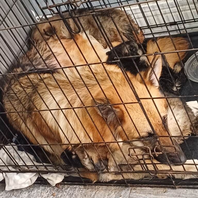 German Shepherd pippies