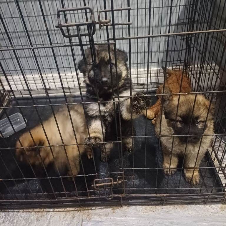 German Shepherd pippies - Image 2 of 6