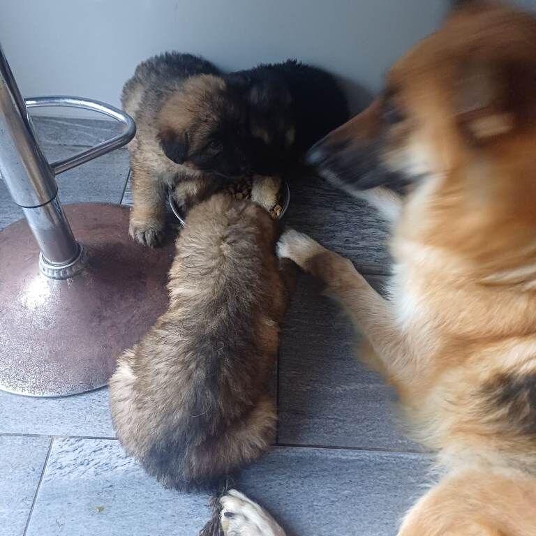 German Shepherd pippies - Image 3 of 6