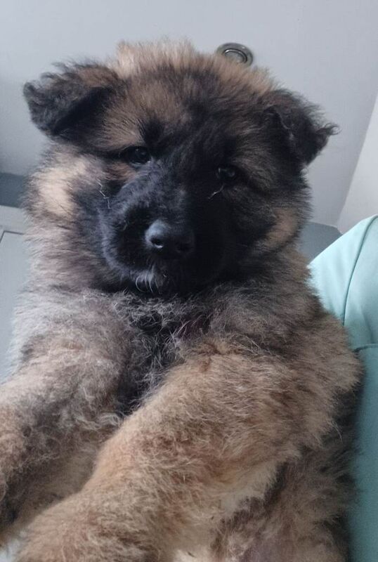 German Shepherd pippies - Image 4 of 6