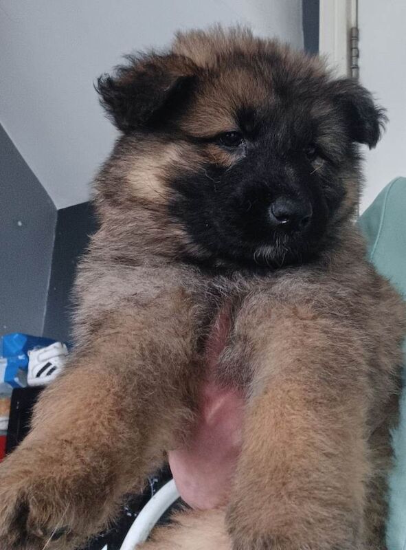 German Shepherd pippies - Image 6 of 6
