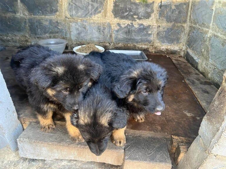 German shepherd poppy boys and girls available. for sale in Plumstead, Greater London