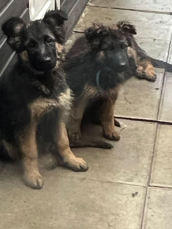 German shepherd poppy boys and girls available. for sale in Plumstead, Greater London - Image 3