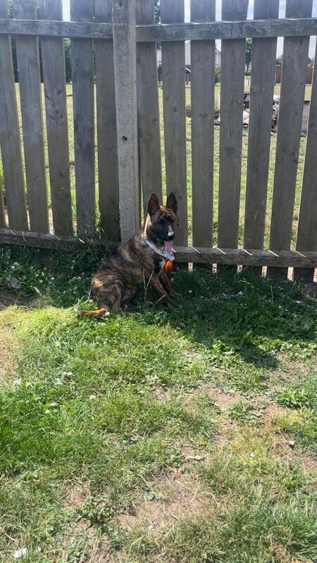 German Shepherd puppies for sale in Bransholme, East Riding of Yorkshire – 7 months old