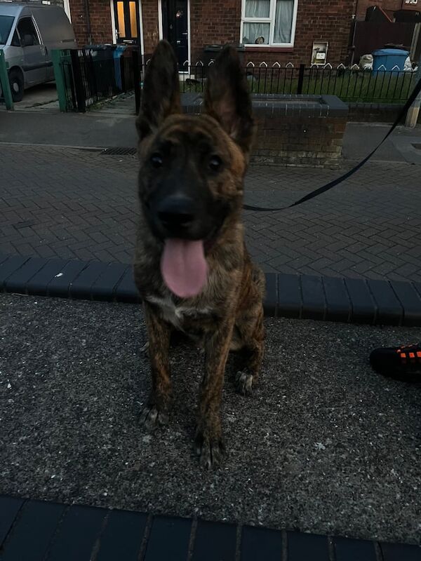 german shepherd pup - Image 3 of 3