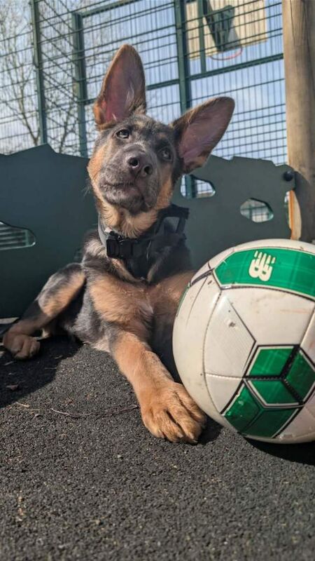 German shepherd pup 6 months - Image 2 of 5