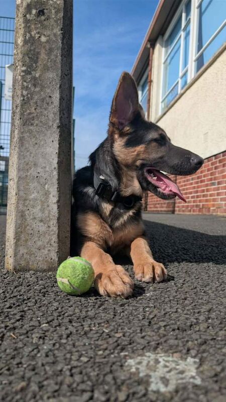 German shepherd pup 6 months - Image 3 of 5