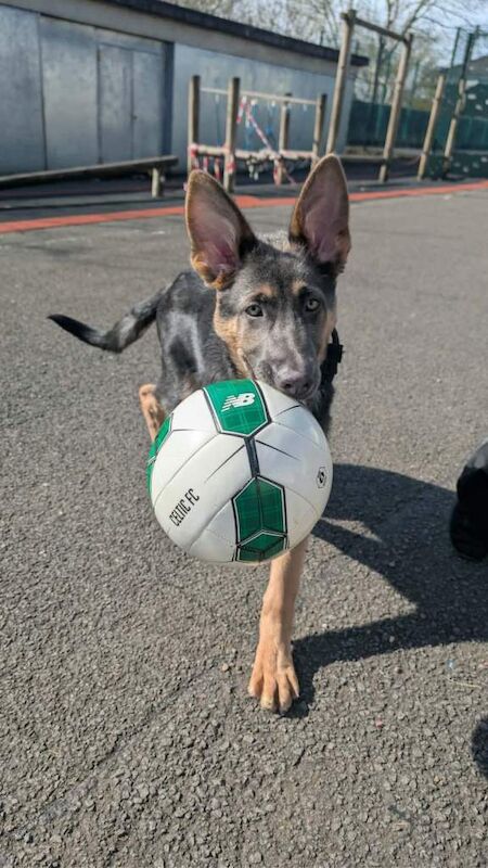 German shepherd pup 6 months - Image 4 of 5
