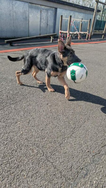German shepherd pup 6 months - Image 5 of 5