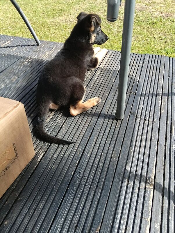 German Shepherd puppies for sale in Clifton, Nottinghamshire – 3 months old