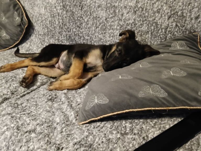 German Shepherd puppies for sale in Clifton, Nottinghamshire – 3 months old - Image 2 of 3