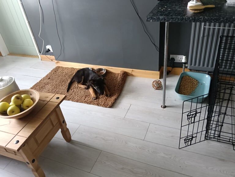 German Shepherd puppies for sale in Clifton, Nottinghamshire – 3 months old - Image 3 of 3