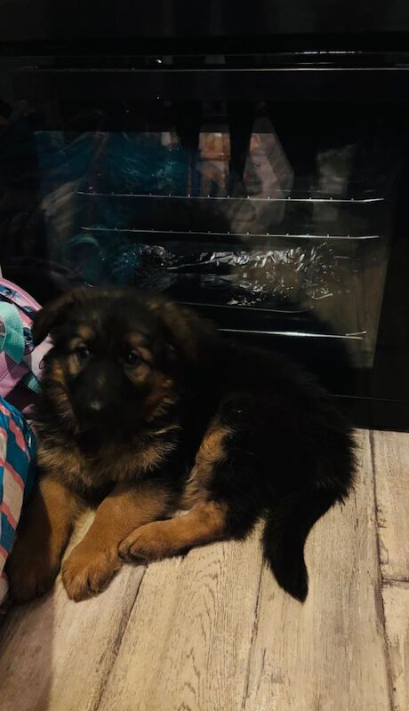German shepherd pup - Image 2 of 3