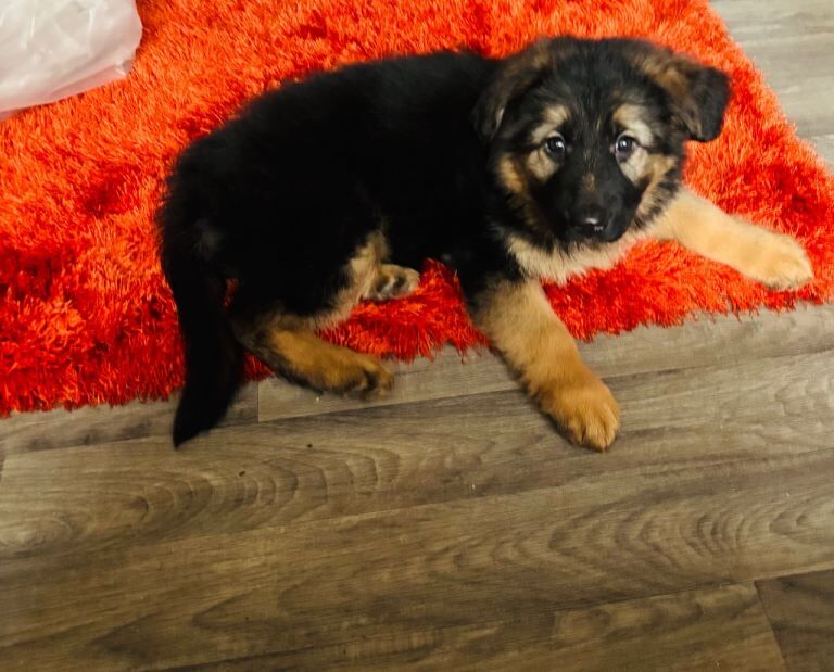 German shepherd pup - Image 3 of 3