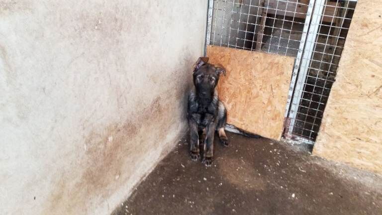 Kennel Club Registered German Shepherd Puppies For Sale