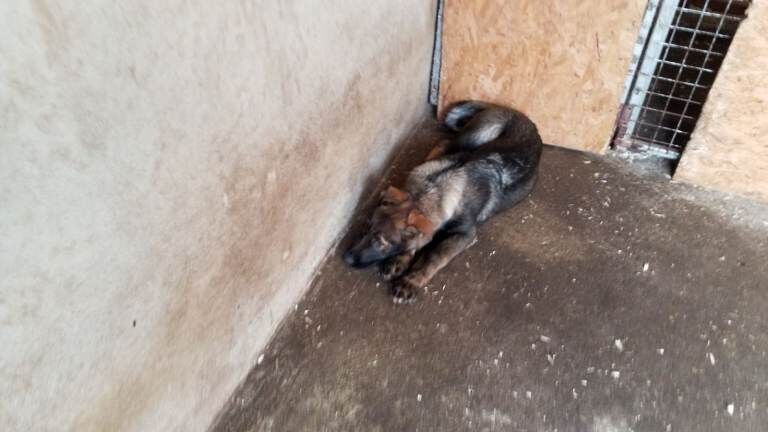 German Shepherd puppies for sale in Londonderry, County Londonderry – KC registered, 4 months old - Image 3 of 6