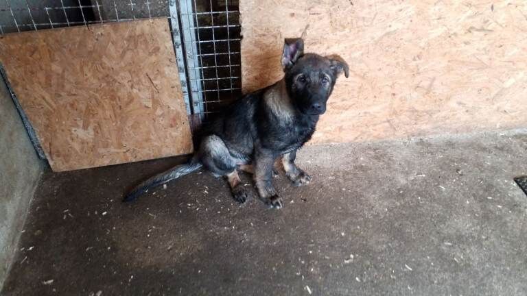 German Shepherd puppies for sale in Londonderry, County Londonderry – KC registered, 4 months old - Image 5 of 6