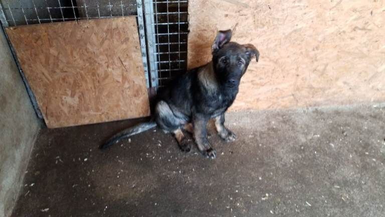 German Shepherd puppies for sale in Londonderry, County Londonderry – KC registered, 4 months old - Image 6 of 6
