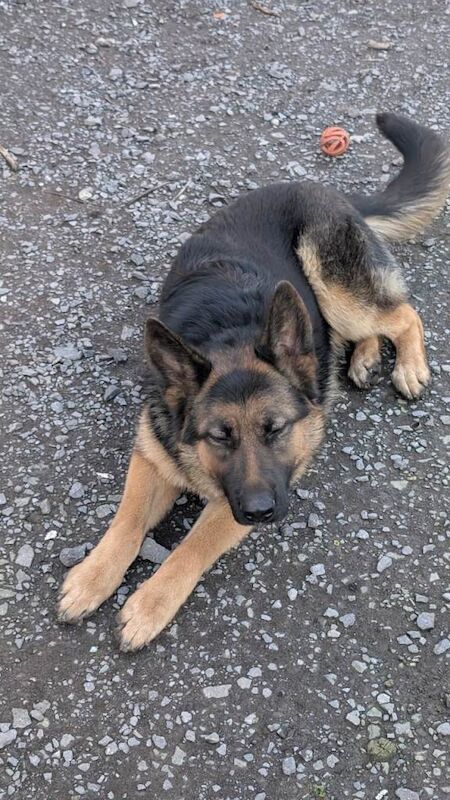 German Shepherd puppies for sale in Enniskillen, County Fermanagh – 8 months old