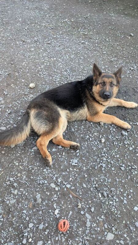 German shepherd pup - Image 2 of 4