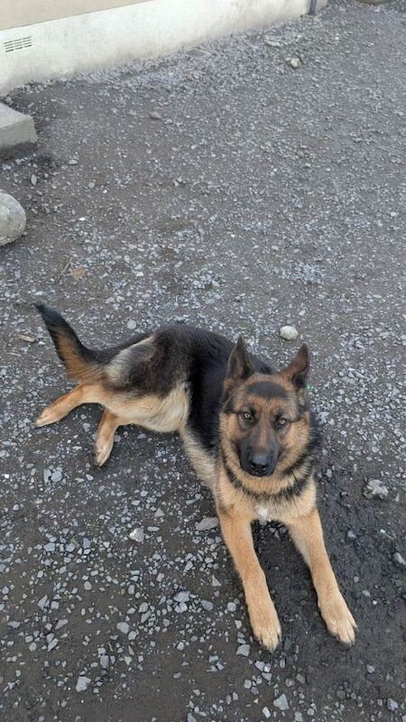 German shepherd pup - Image 3 of 4