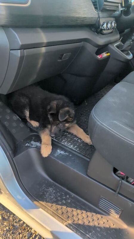 German shepherd pup - Image 4 of 4