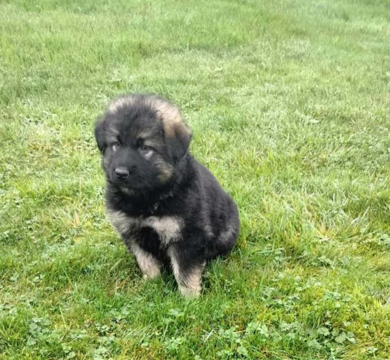 German Shepherd puppies for sale in Ballyclare, County Antrim – 8 weeks old