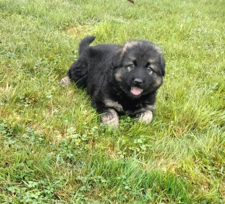 German Shepherd pup - Image 2 of 2
