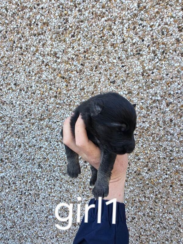 German shepherd pup - Image 3 of 5