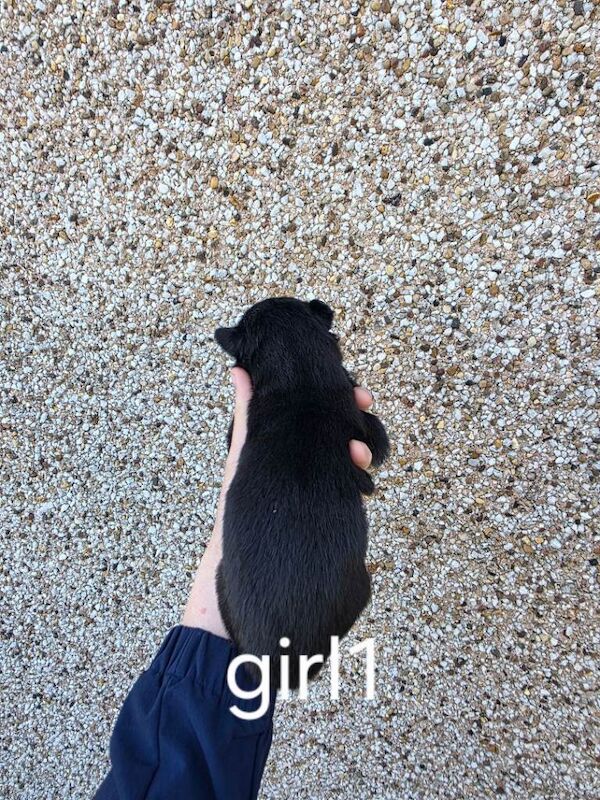German shepherd pup - Image 4 of 5