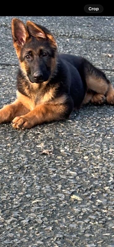 German Shepherd Pup and Adult female German Shepherd for Sale - Image 2 of 5
