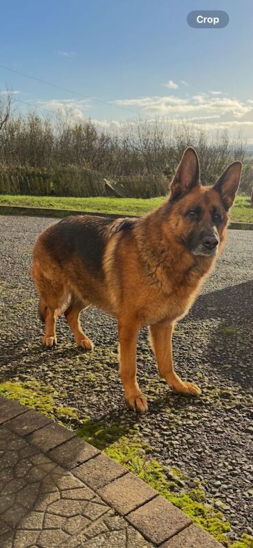 German Shepherd Pup and Adult female German Shepherd for Sale - Image 3 of 5