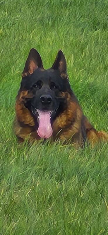 German Shepherd Pup and Adult female German Shepherd for Sale - Image 4 of 5