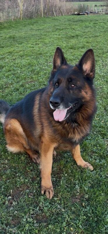 German Shepherd Pup and Adult female German Shepherd for Sale - Image 5 of 5