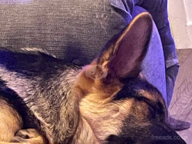 German Shepherds for sale in St Neots, Cambridgeshire
