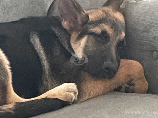 German Shepherd Puppies for sale in Cambridgeshire